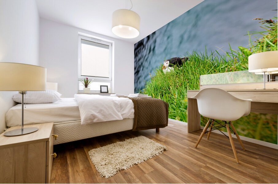 Puffin resting on grass at Borgarfjordur Eystri in Iceland Mural print