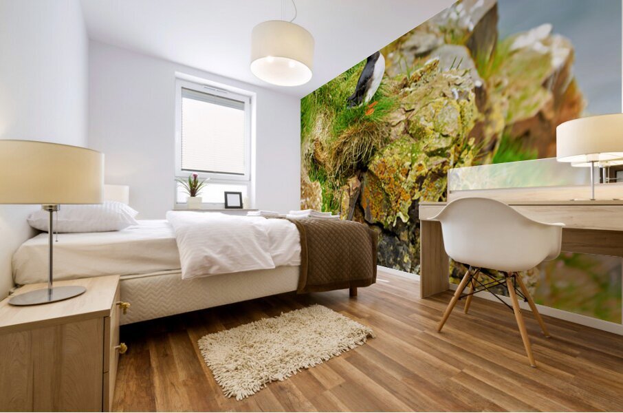 Puffin stands on rocks by the sea in Borgarfjordur Eystri Mural print