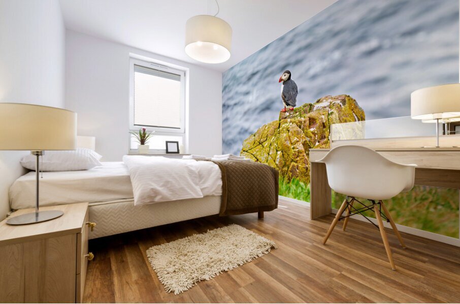 Puffin on rock at Borgarfjordur Eystri in Iceland by the ocean Mural print