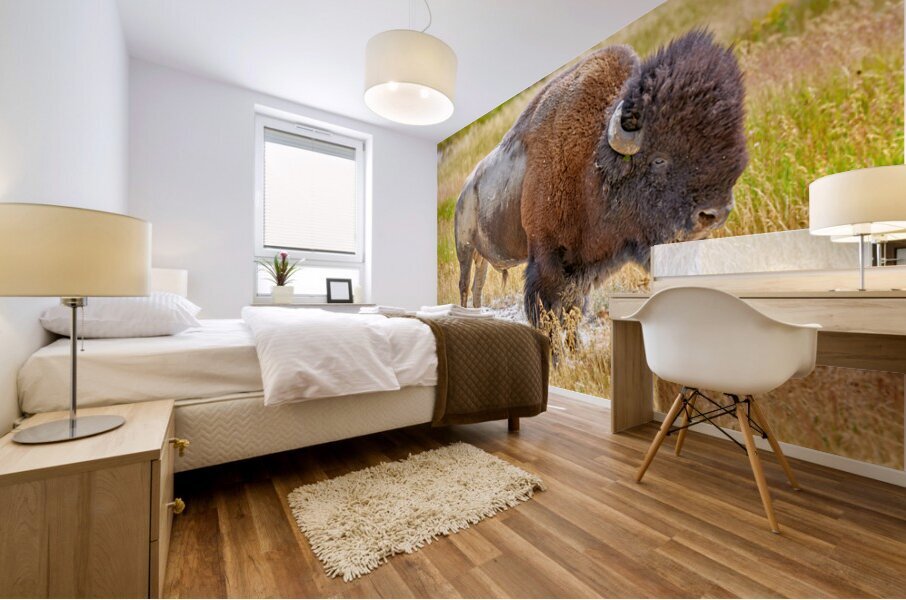 Wild american bison in Yellowstone National Park during summer Mural print
