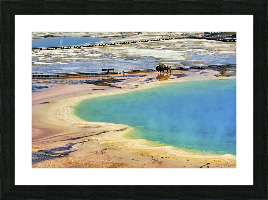 A bison crossing Grand Prismatic Spring at the Yellowstone National Park. Wyoming. USA. Picture Frame print