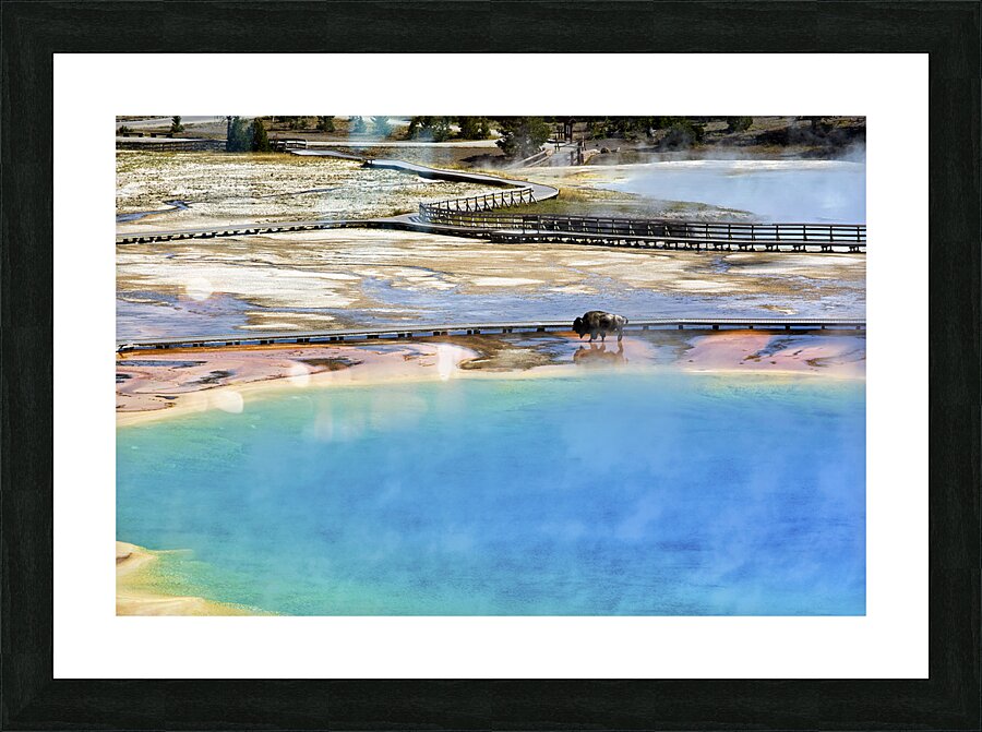 A bison crossing Grand Prismatic Spring at the Yellowstone National Park. Wyoming. USA. Picture Frame print