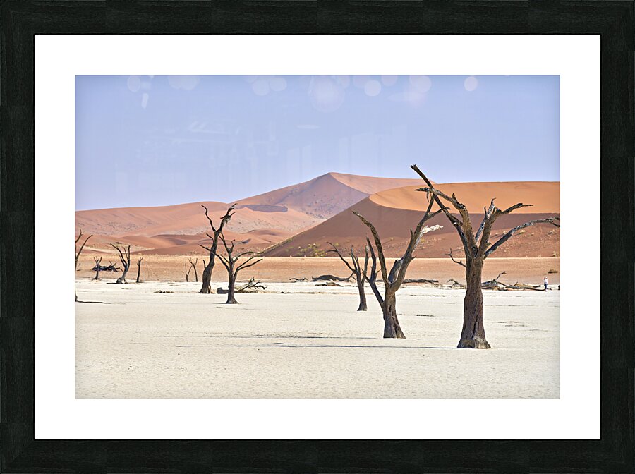Namibia. Deadvlei clay pan. Namib Naukluft National Park. A dried out dead camel thorn Vachellia erioloba Picture Frame print