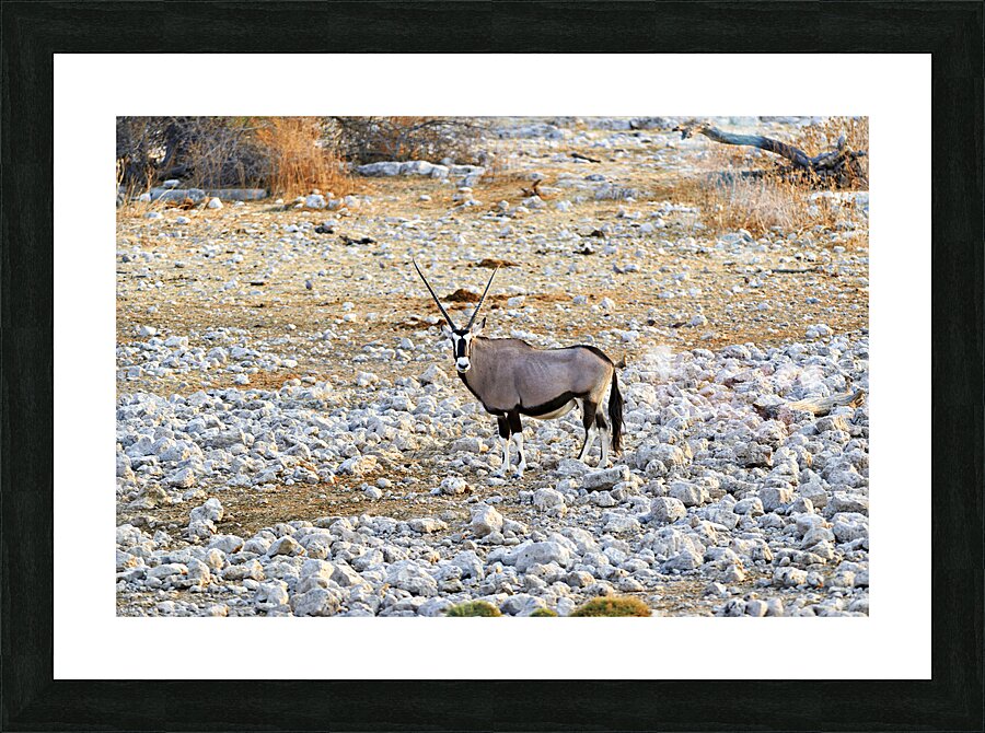 Namibia. Etosha National Park. A Gemsbok Oryx drinking at a waterhole Picture Frame print