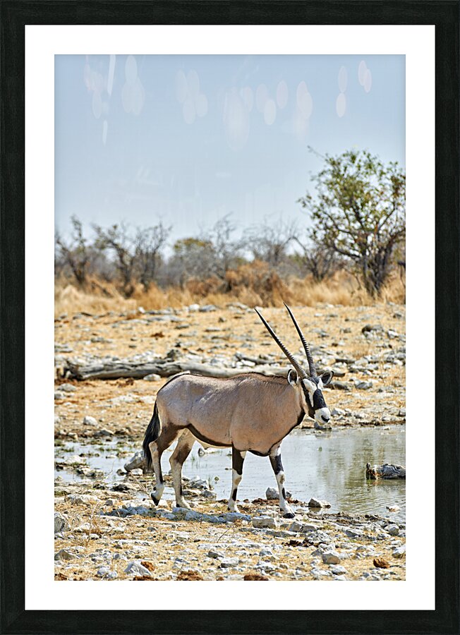 Namibia. Etosha National Park. Gemsbok Oryx Picture Frame print