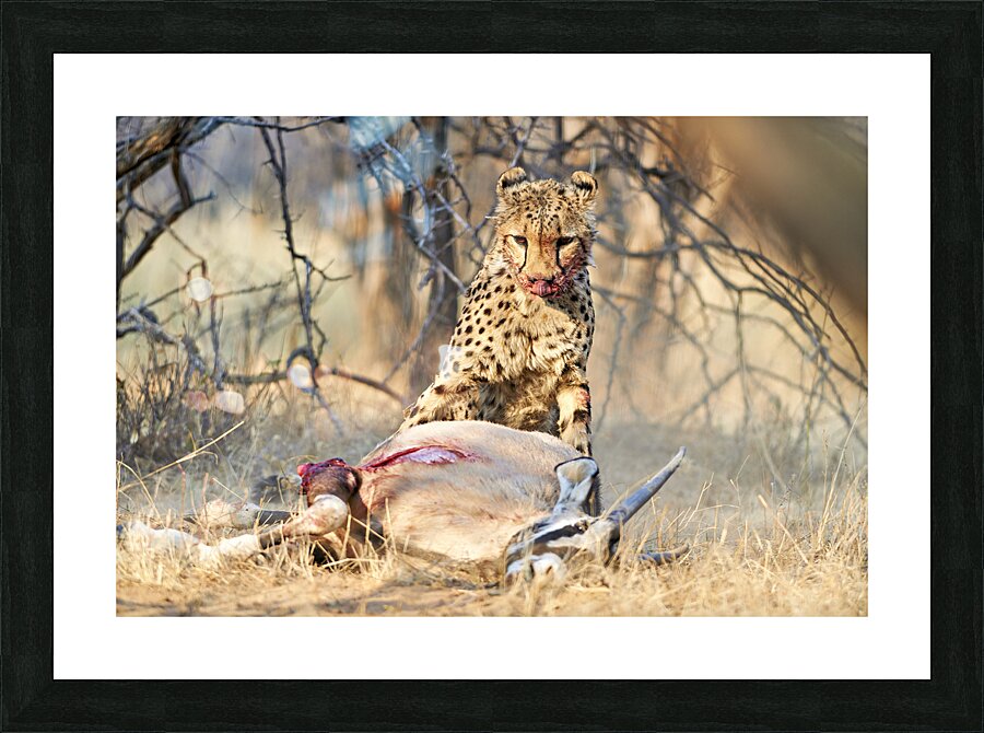 Namibia. Cheetah after a kill in Okonjima Reserve Picture Frame print