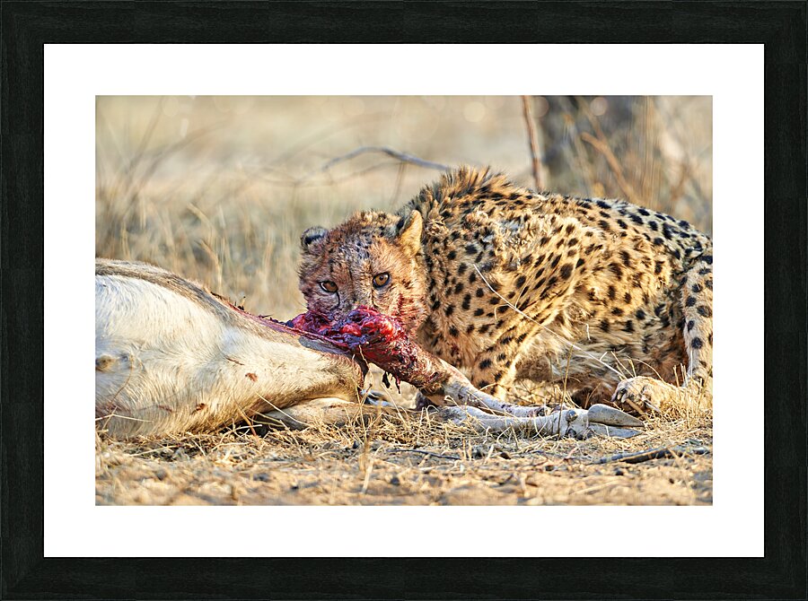 Namibia. Cheetah after a kill in Okonjima Reserve Picture Frame print