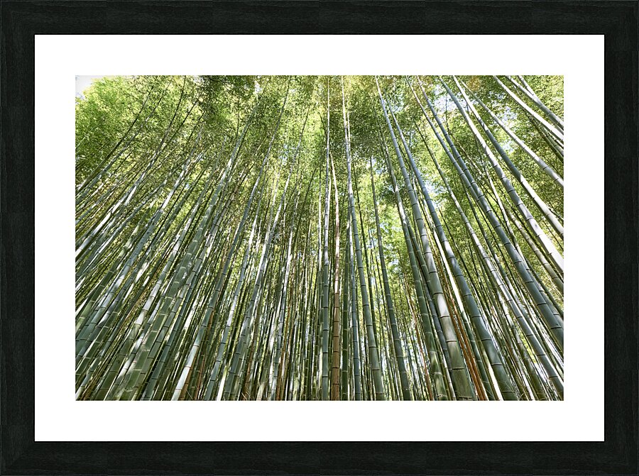 Japan. Kyoto. Arashiyama Bamboo Grove Picture Frame print