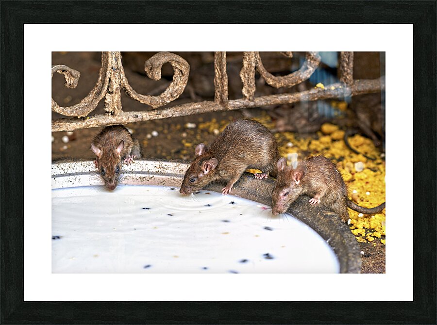 India Rajasthan. Shree Karni Mataj Temple The temple of thousands rats in Deshnok Picture Frame print