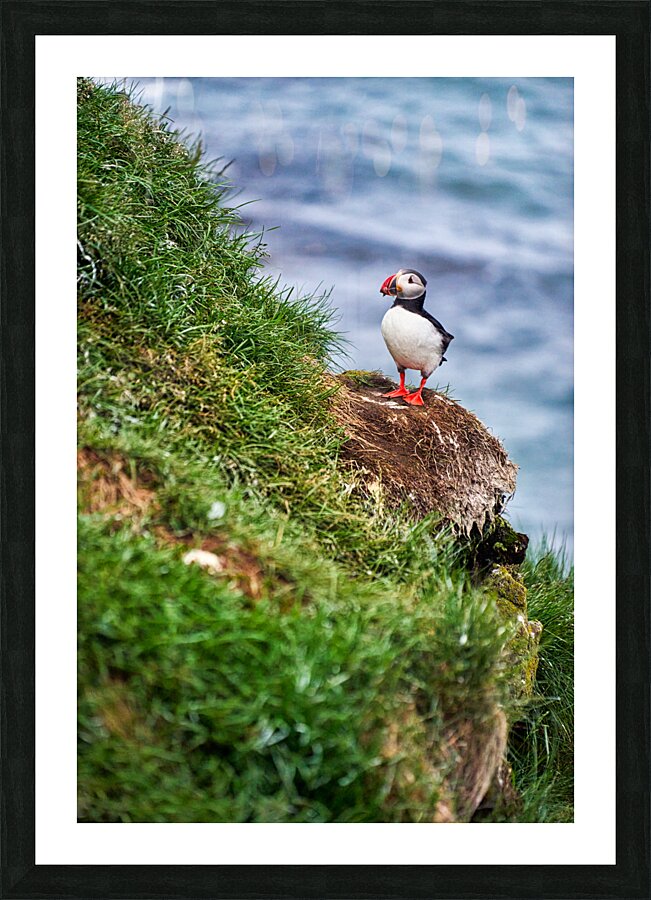 Puffins in Borgarfjörður Eystri reserve sanctuary. Iceland Picture Frame print