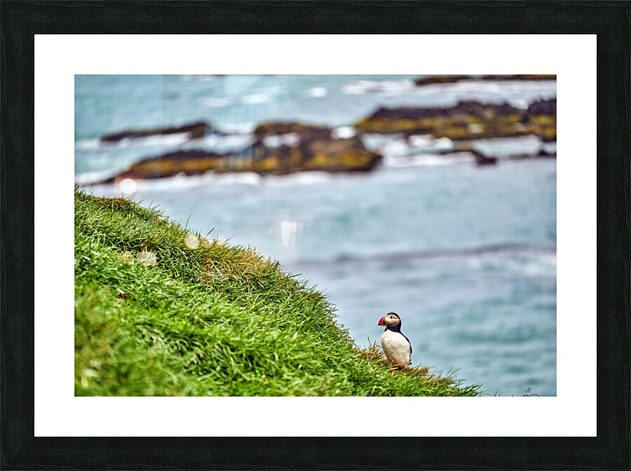 Puffins in Borgarfjörður Eystri reserve sanctuary. Iceland Picture Frame print