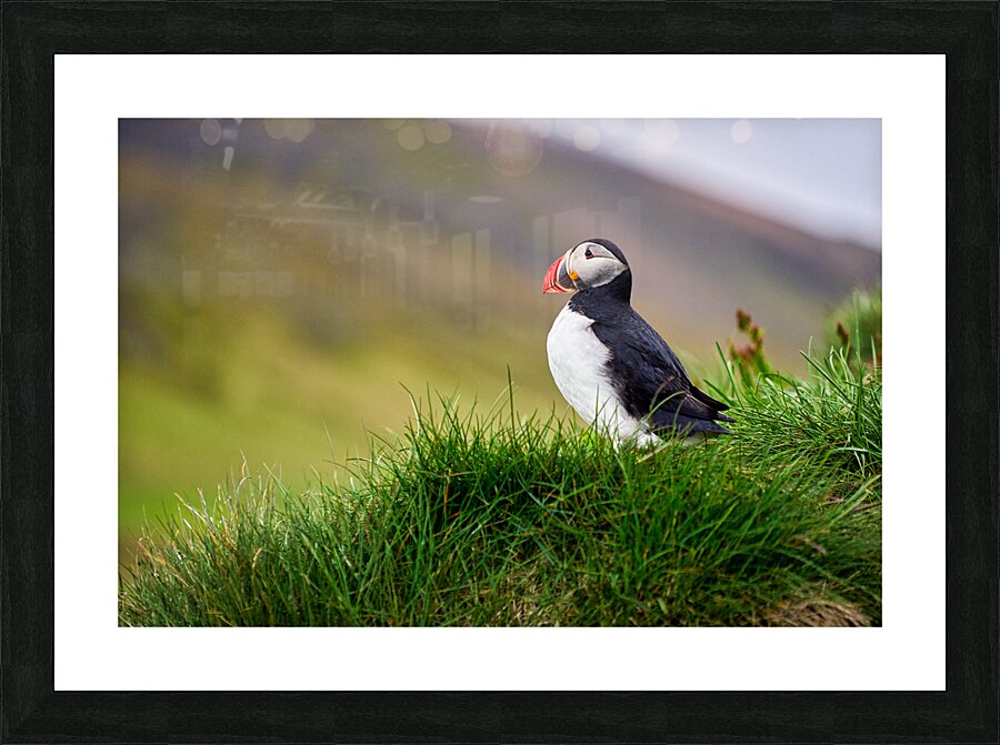 Puffins in Borgarfjörður Eystri reserve sanctuary. Iceland Picture Frame print