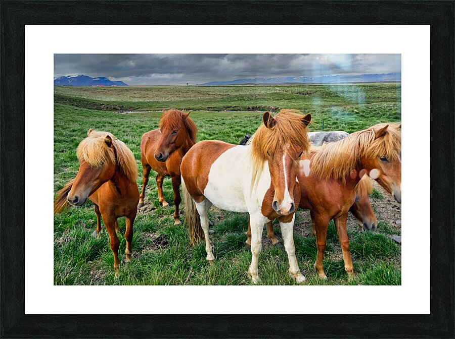 Wild Horses in Iceland Picture Frame print
