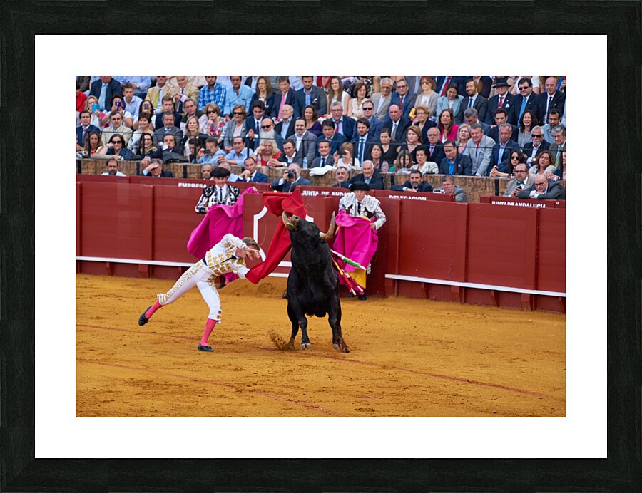 ANDALUSIA SPAIN. Bullfight in Seville Arena Picture Frame print