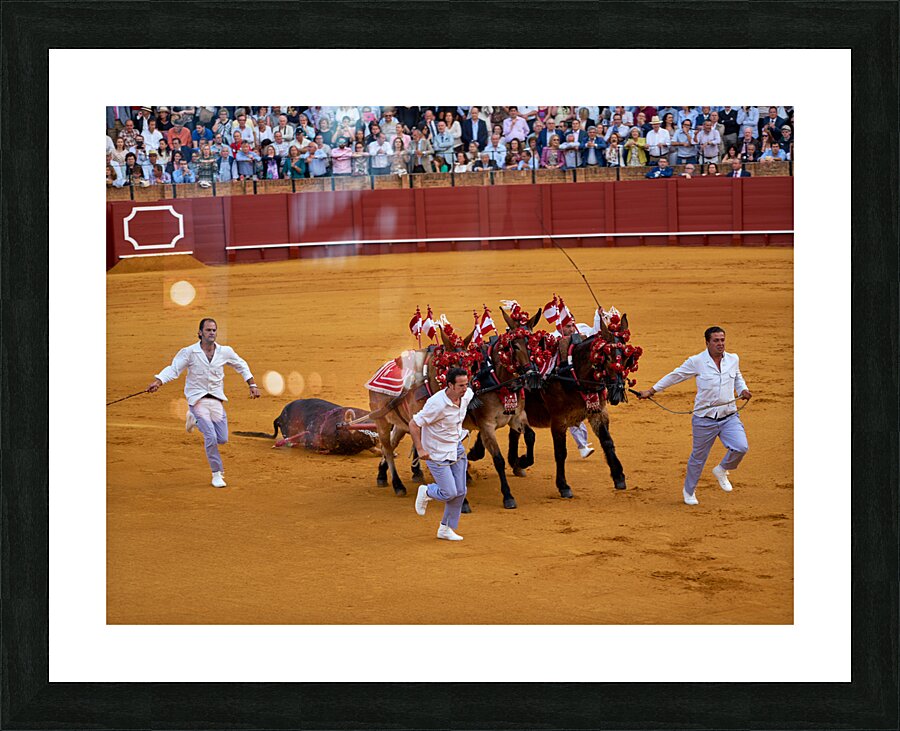ANDALUSIA SPAIN. Bullfight in Seville Arena Picture Frame print