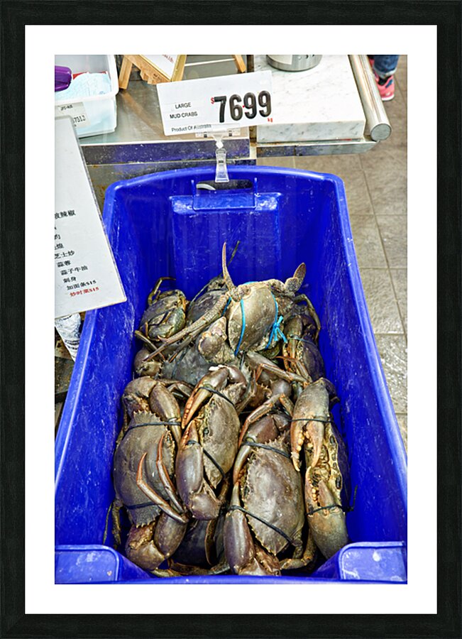 Large Mud Crabs for sale at $76.99 per kg. Picture Frame print