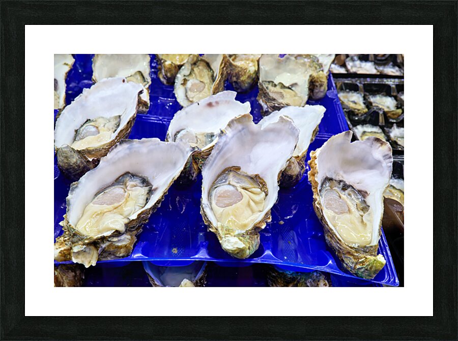 Freshly shucked oysters on blue plastic trays. Picture Frame print
