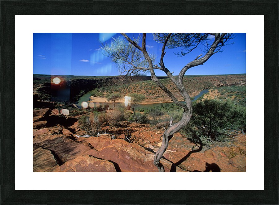 A gnarled tree overlooks a river in a vast canyon. Picture Frame print