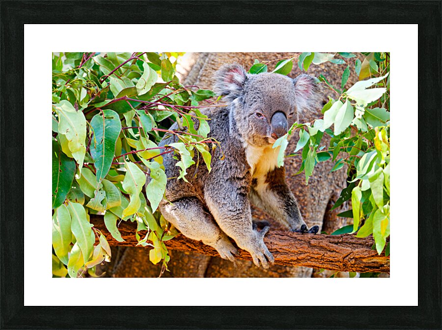 Koala sits on a branch surrounded by eucalyptus leaves. Picture Frame print