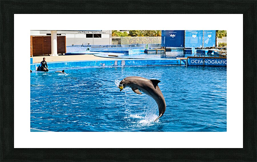 Dolphins perform tricks at Oceanografic in Valencia Spain Picture Frame print