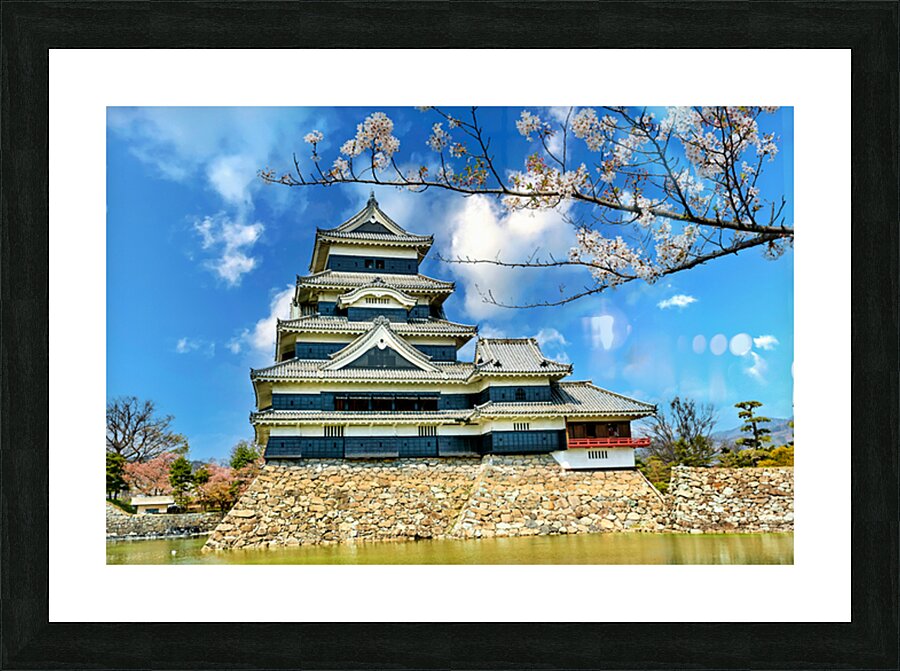 Matsumoto Castle during cherry blossom season in Japan Picture Frame print