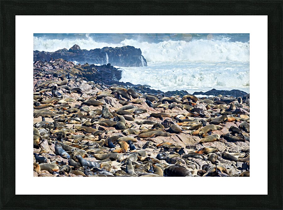 Cape fur seals resting on Skeleton Coast in Namibia near Cape Cr Picture Frame print