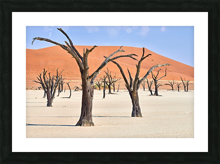 Dried camel thorn trees in Deadvlei pan in Namibia Picture Frame print