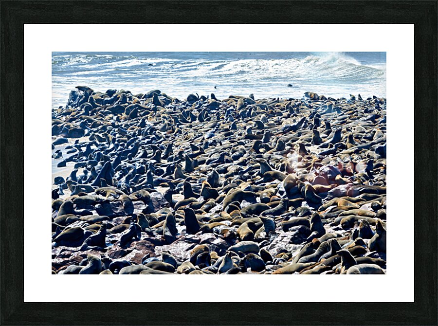 Cape fur seal colony on Skeleton Coast at Cape Cross in Namibia Picture Frame print