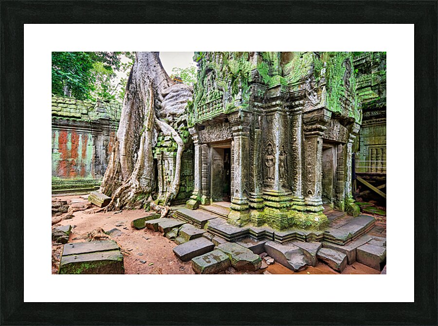 Ancient temple ruins overgrown by massive tree roots and moss. Picture Frame print