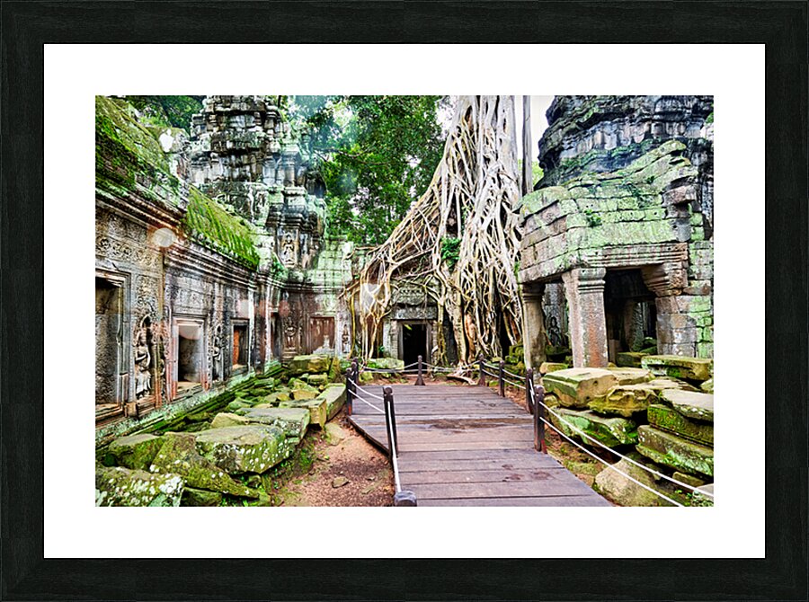 Massive tree roots engulf ancient temple ruins with moss. Picture Frame print