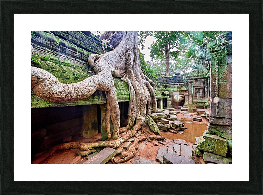 Massive tree roots engulfing ancient moss covered temple ruins. Picture Frame print