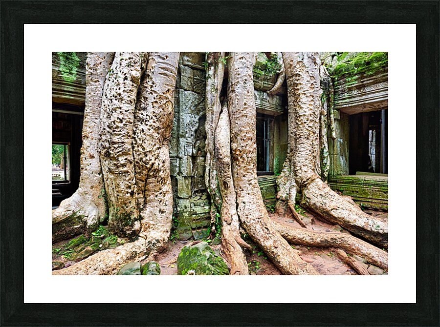 Giant tree roots engulf ancient temple ruins. Picture Frame print