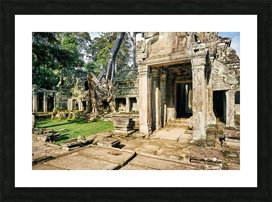 Ancient temple ruins overgrown by massive tree roots. Picture Frame print