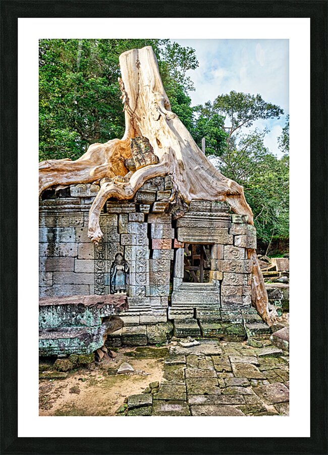 Tree roots engulf ancient temple ruins. Picture Frame print