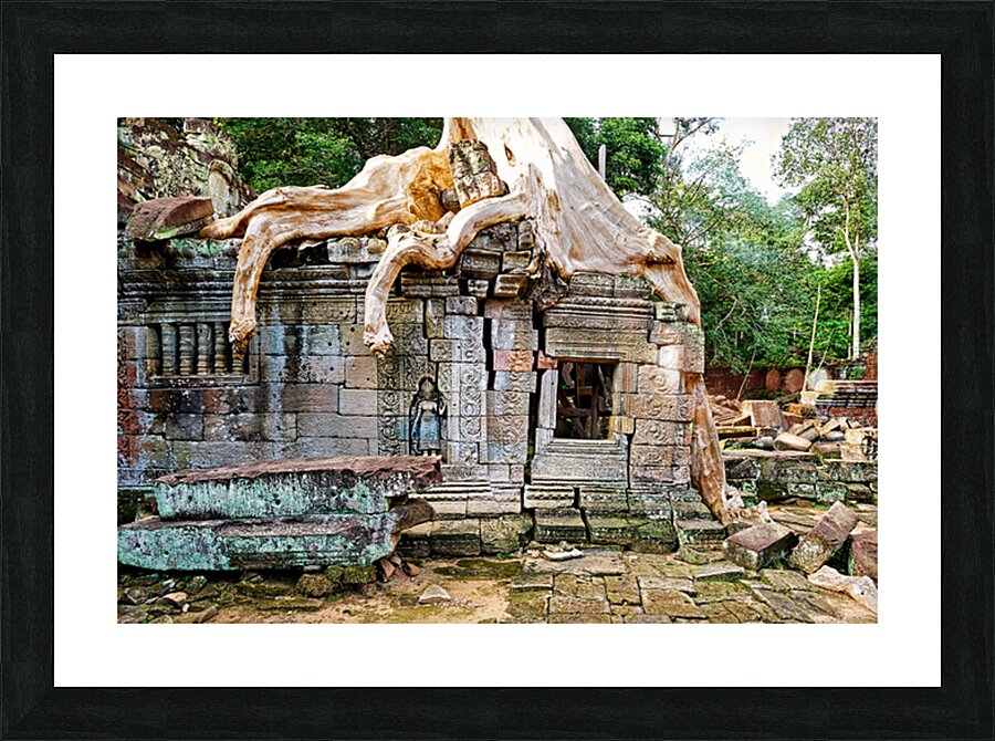 Massive tree roots engulf ancient stone temple ruins. Picture Frame print