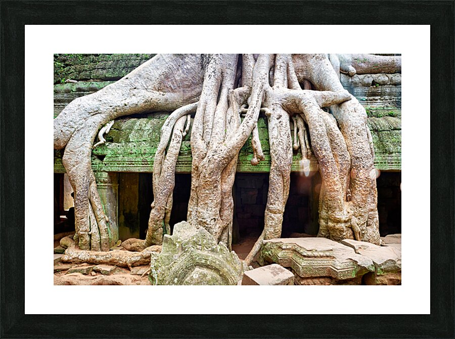 Massive tree roots dominate ancient mossy temple structure. Picture Frame print