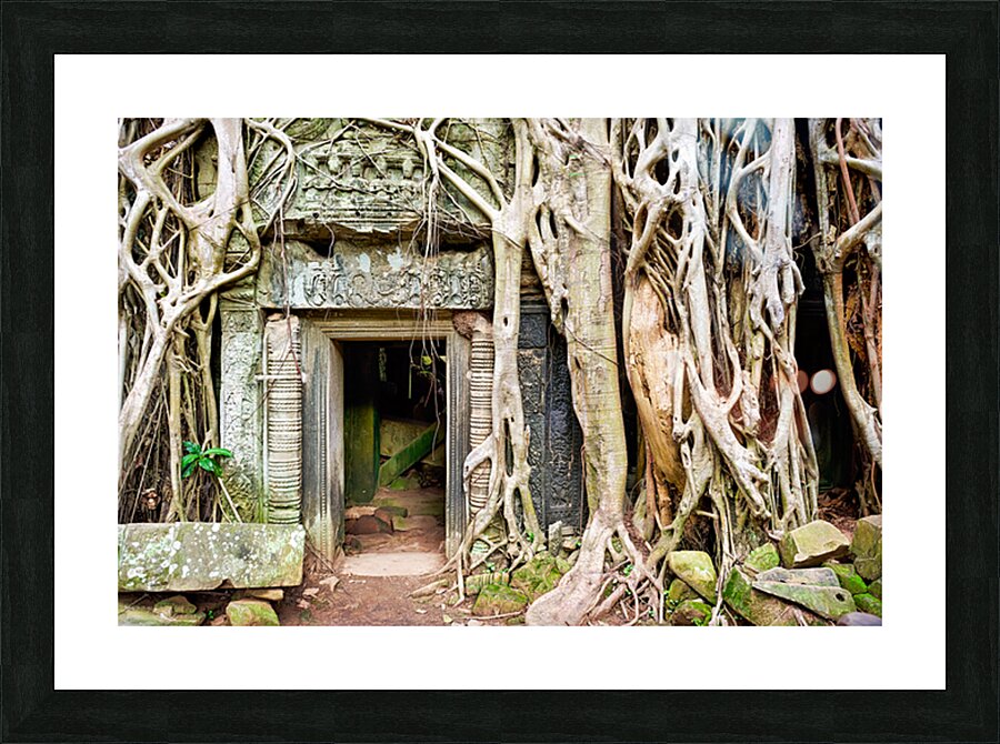 Ancient temple ruins consumed by massive tree roots. Picture Frame print