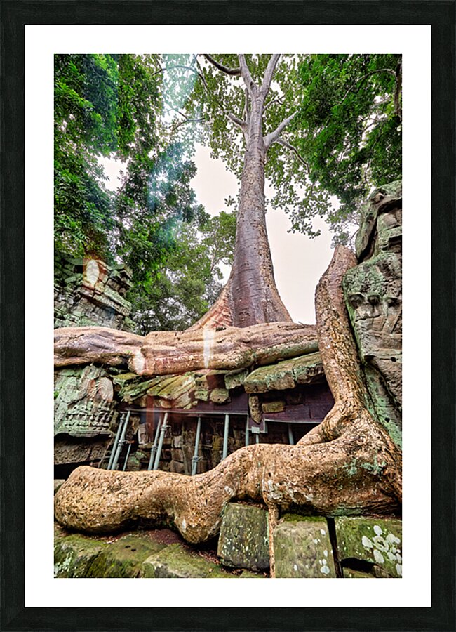 Giant tree roots engulf ancient temple ruins. Picture Frame print