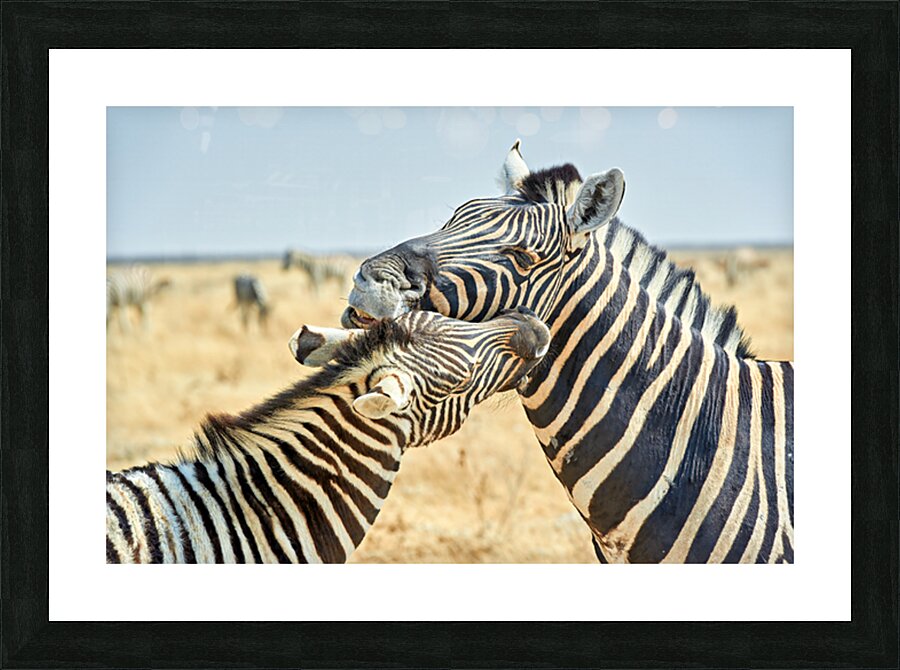 Zebras cuddle together in the wild at Etosha National Park in Na Picture Frame print