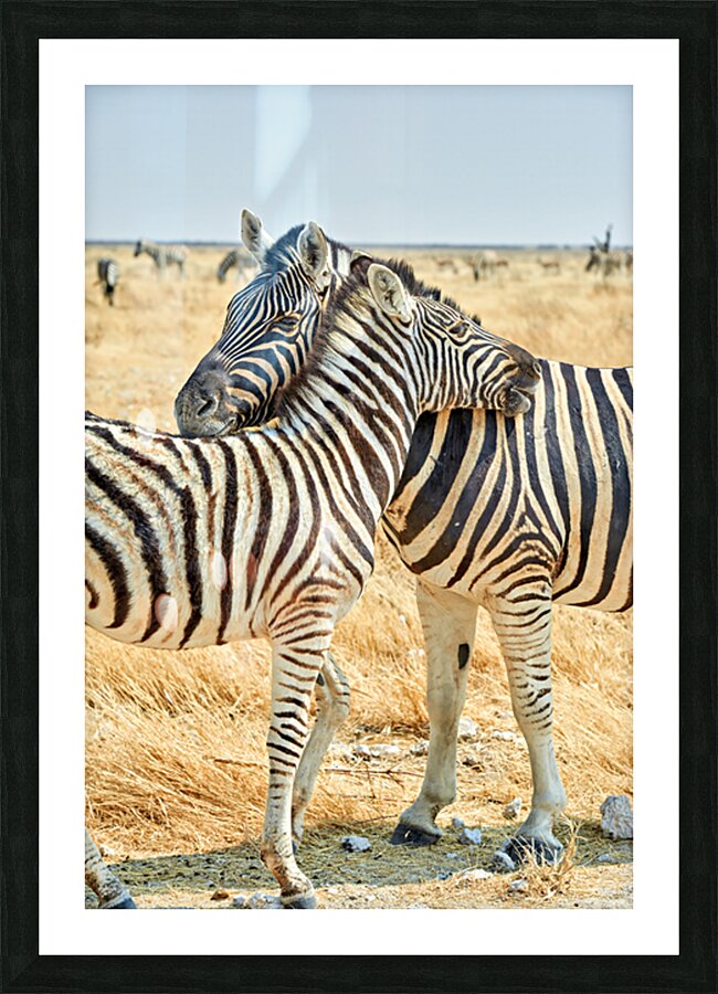 Zebras cuddle together in Etosha National Park in Namibia Picture Frame print