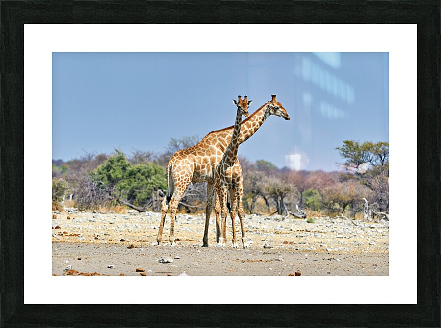 Giraffes walking together in Etosha National Park Namibia Picture Frame print
