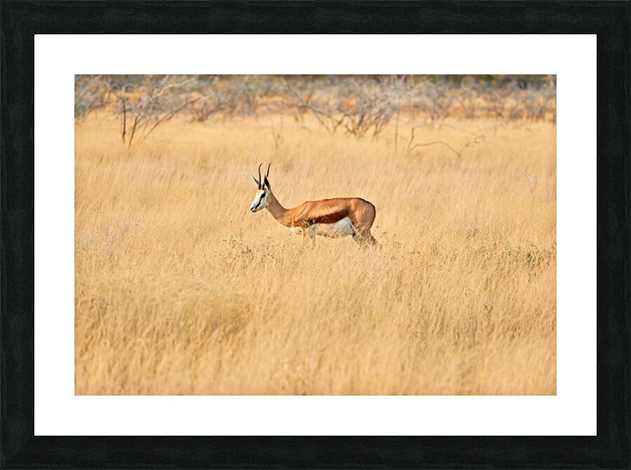 Springbok gazelle antelope walking in Etosha National Park Namib Picture Frame print