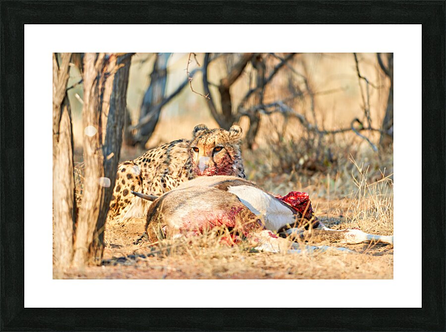 Cheetah feeding on its kill in Okonjima Reserve Namibia Picture Frame print