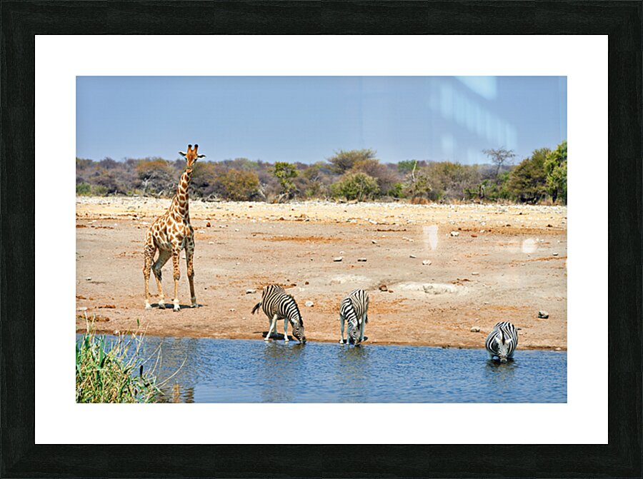Giraffe and zebras drink water together at a waterhole in Namibi Picture Frame print