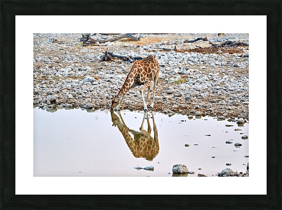 Giraffe drinks water at a waterhole in Etosha National Park Nam Picture Frame print