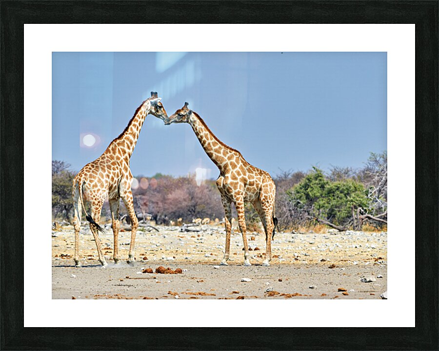 Giraffes cuddling in Etosha National Park in Namibia Picture Frame print