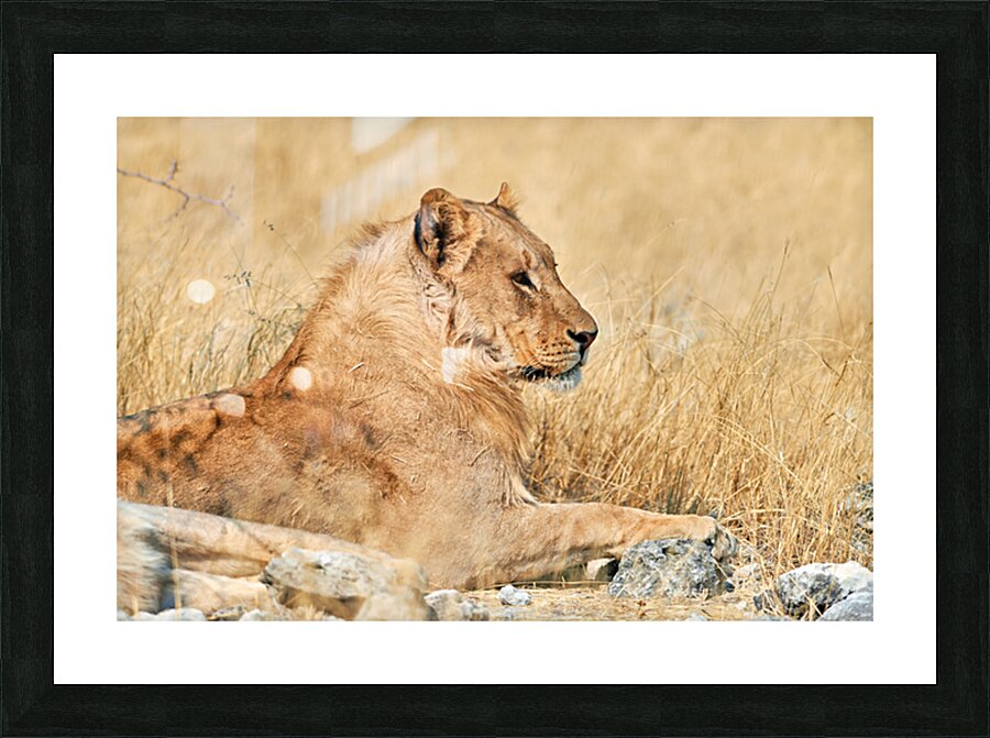 Lion resting in Etosha National Park Namibia during the day Picture Frame print