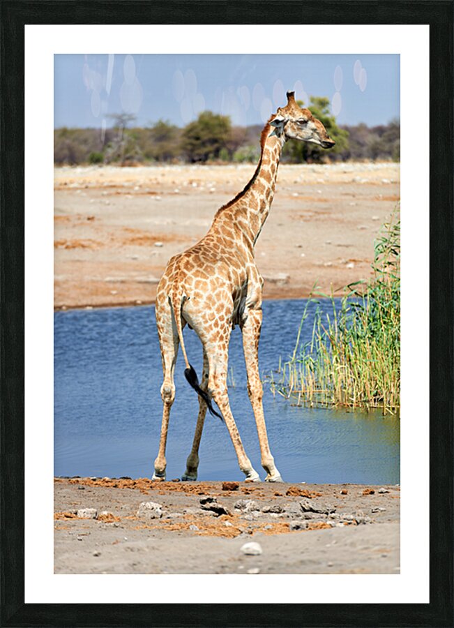 Giraffe drinks water at a waterhole in Etosha National Park Nami Picture Frame print