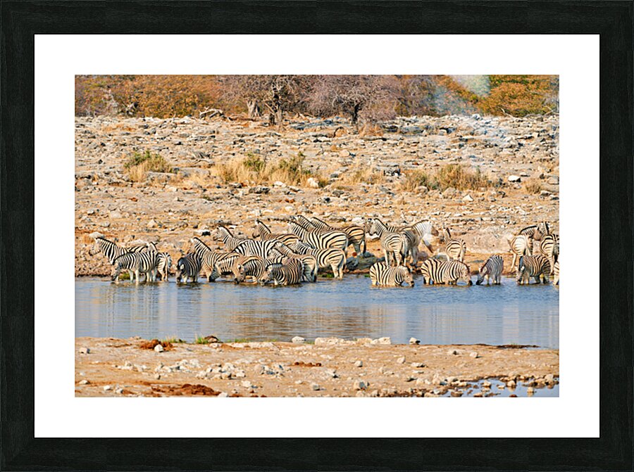Zebras drink water at a waterhole in Etosha National Park Namibi Picture Frame print