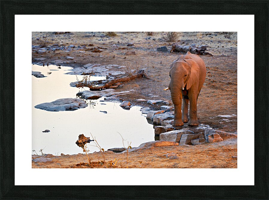 Elephant drinks at waterhole during sunset in Etosha National Pa Picture Frame print